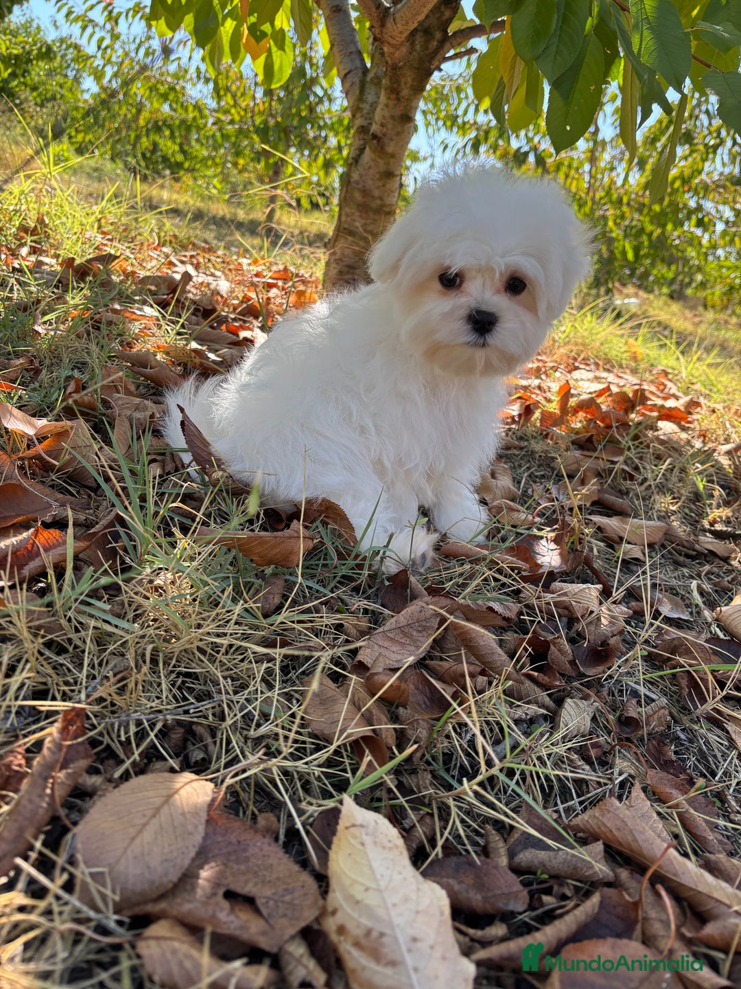 Bichón Maltés perros en venta: Bichon Maltés toy Macho para disponible  - Imagen 1