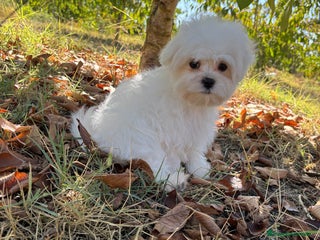 Bichón Maltés perros - Anuncio 1