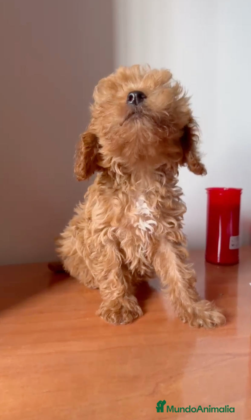 Caniche Toy perros Caniche Toy Macho - Anuncio 2