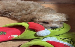 Caniche Toy perros en venta: Disponible caniche toy  - Imagen 4