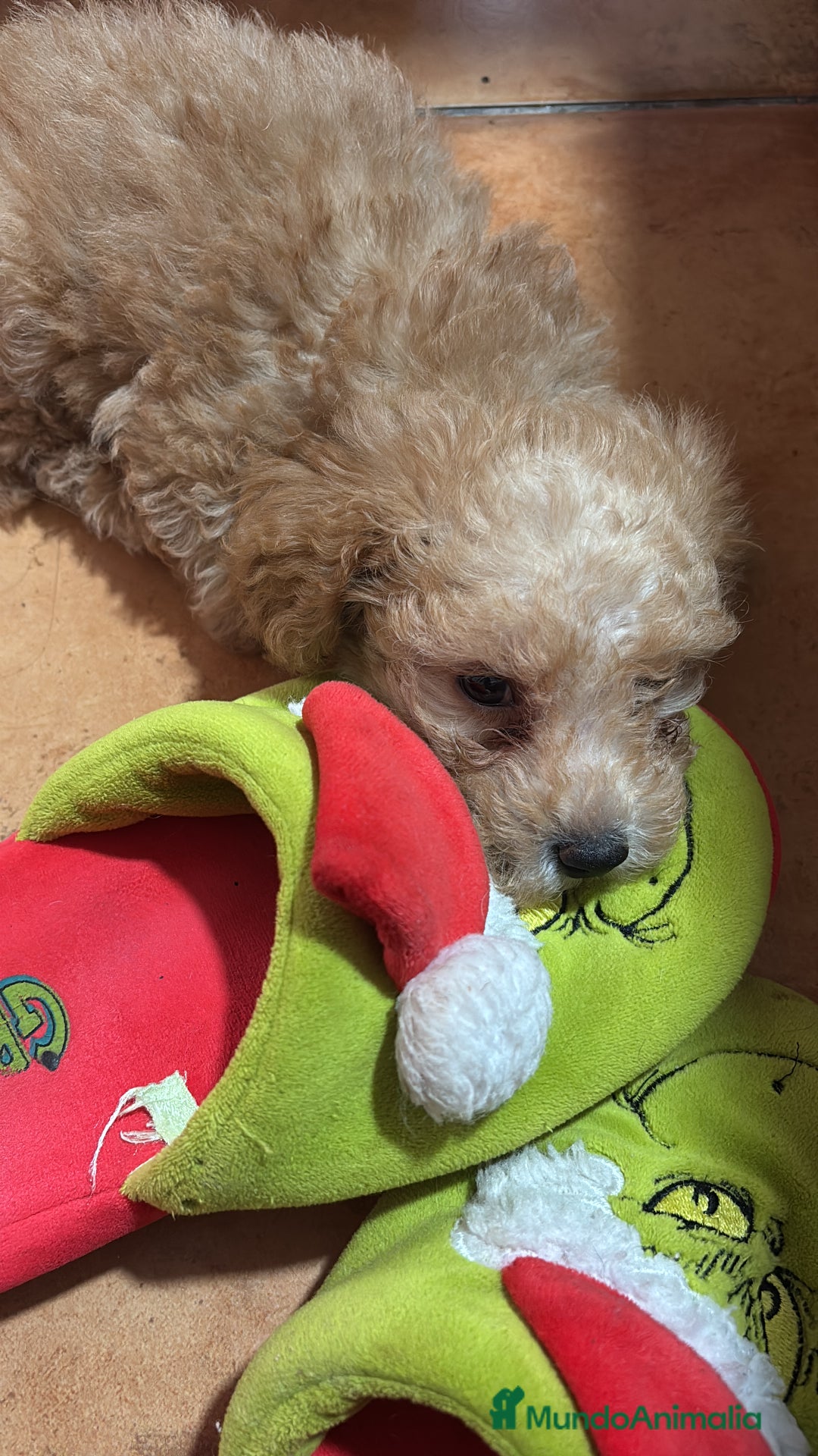 Caniche Toy perros en venta: Disponible caniche toy  - Imagen 4