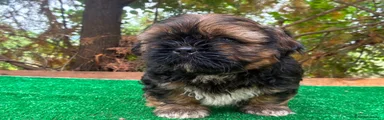 Shih Tzu 3