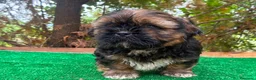 Shih Tzu perros en venta: Machitos de shih tzu - Anuncio 3