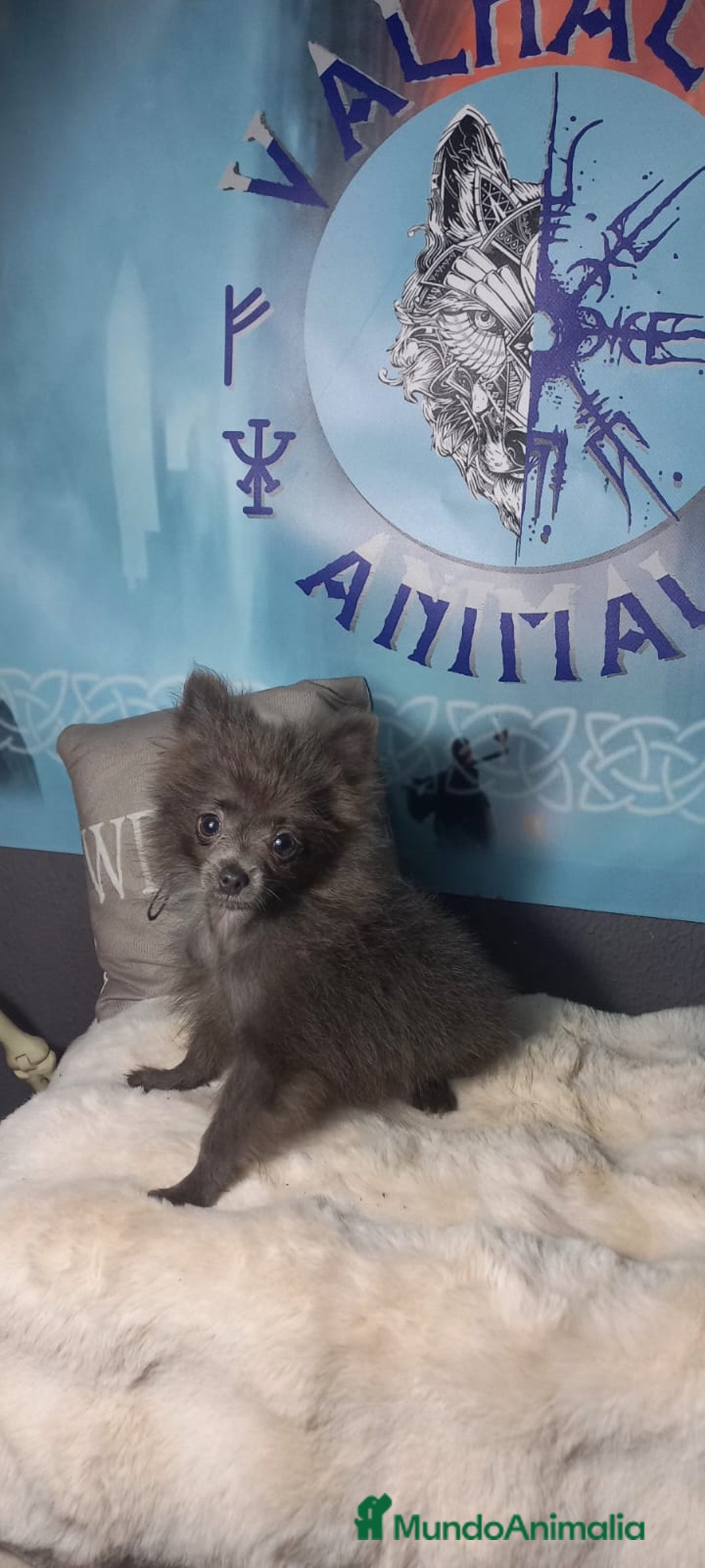Pomchi perros en venta: Hembra super toy de pomchi color azul - Imagen 1