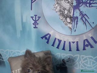 Pomchi perros - Anuncio 5