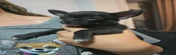 Chihuahua perros en venta: Cachorrito de chihuahua precio real - Anuncio 4