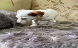 Jack Russell Terrier perros en venta: Cachorros de Jack Russell  - Imagen 23