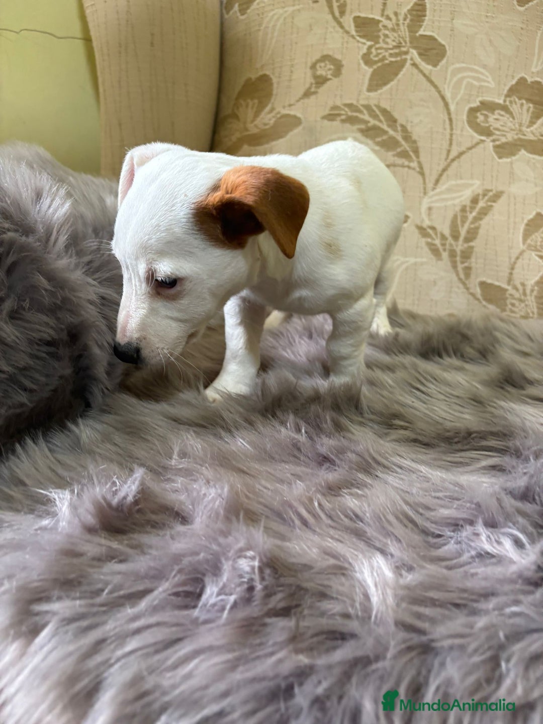 Jack Russell Terrier perros en venta: Cachorros de Jack Russell  - Imagen 23