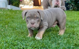 American Bully perros en venta: American bully bebés preciosos - Imagen 8