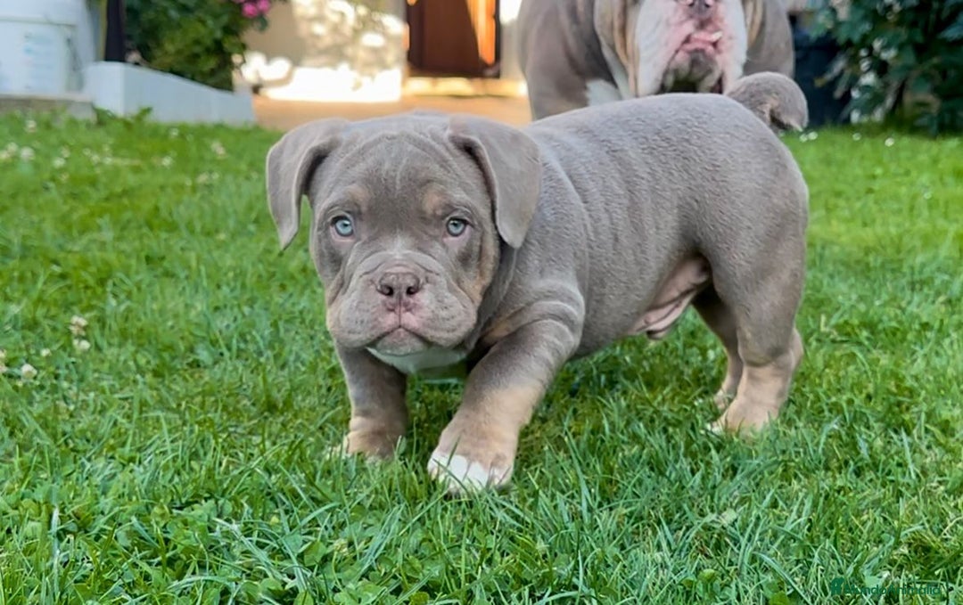 American Bully perros en venta: American bully bebés preciosos - Imagen 8
