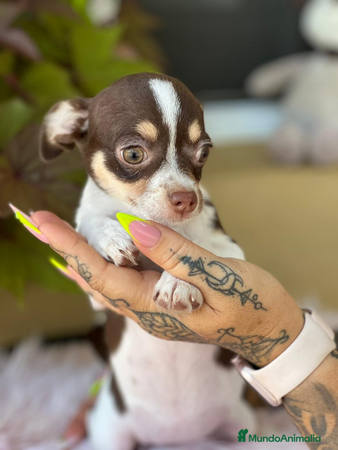 Chihuahua perros en venta: Chihuahua tricolor  - Imagen 2