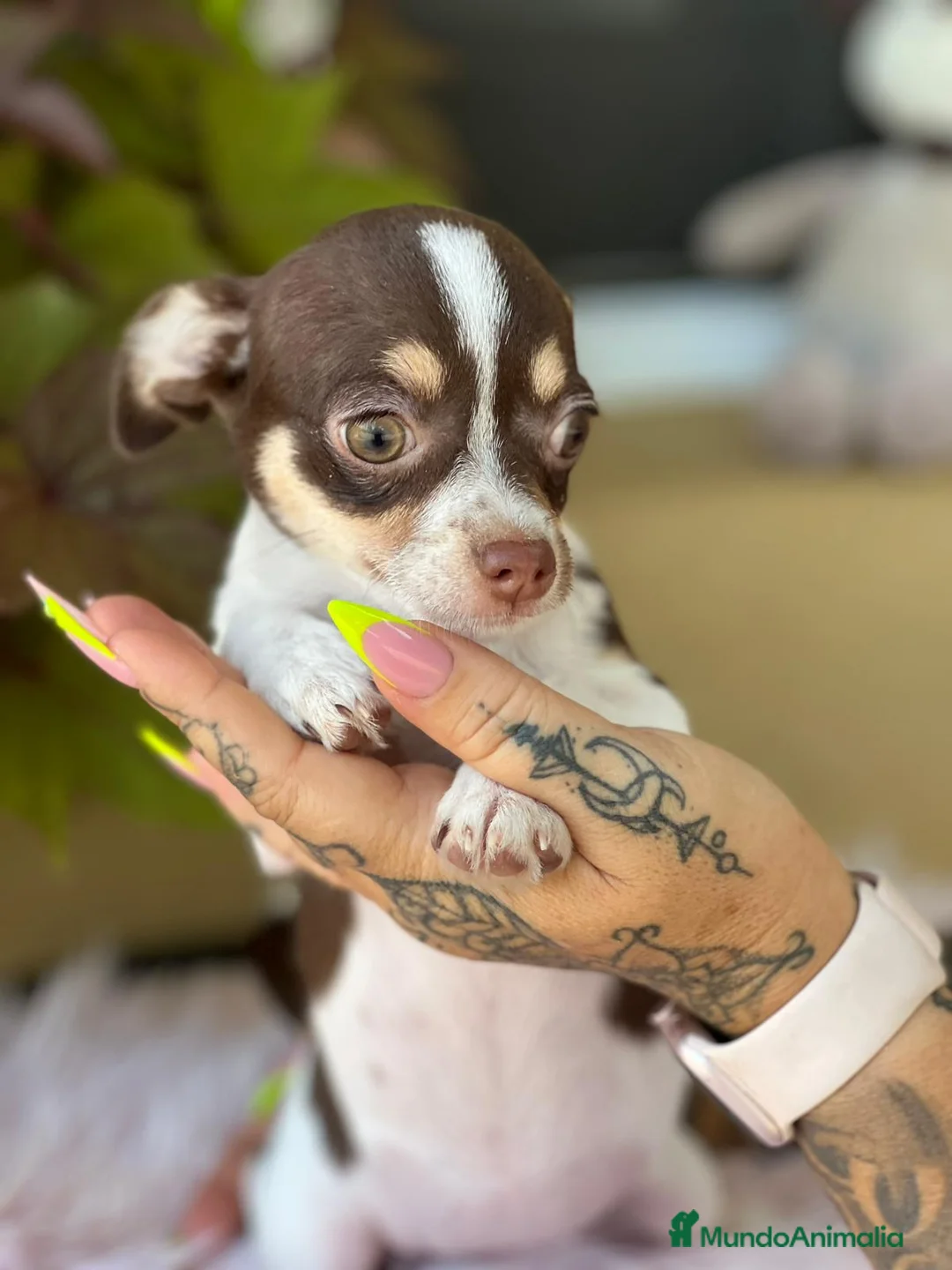 Chihuahua perros en venta: Chihuahua tricolor  - Anuncio 2