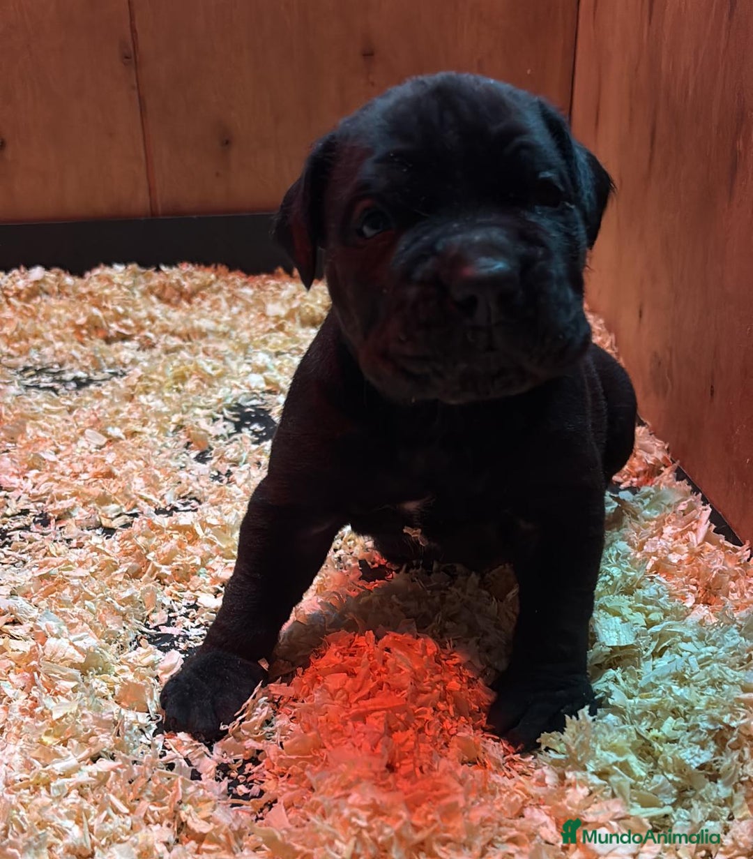 Cane Corso perros en venta: CACHORROS CANE CORSO - Anuncio 1