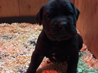 Cane Corso perros CACHORROS CANE CORSO - Anuncio 1