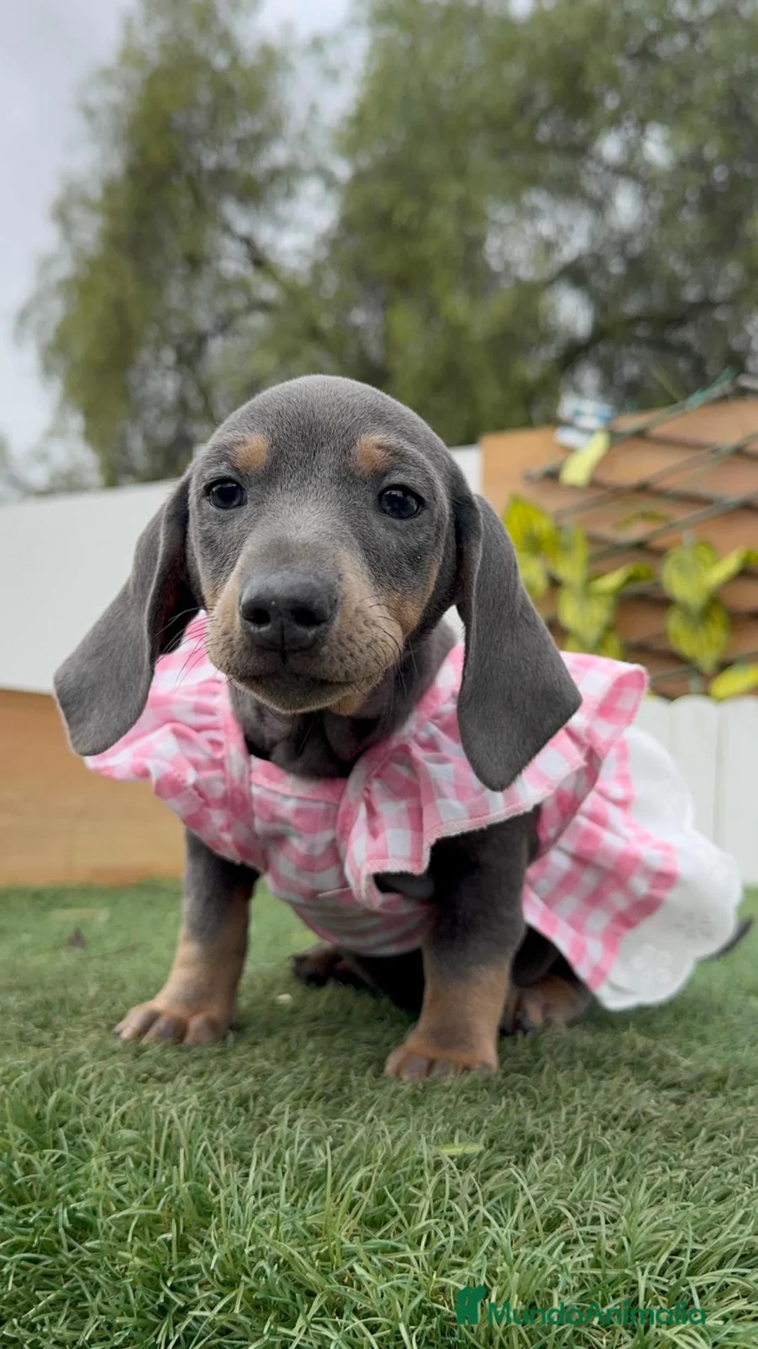 Teckel Miniatura perros en venta: TECKEL MINIATURA - Anuncio 3