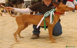 Podenco Canario perros en venta: PODENCOS CANARIOS de Selección  - Imagen 9