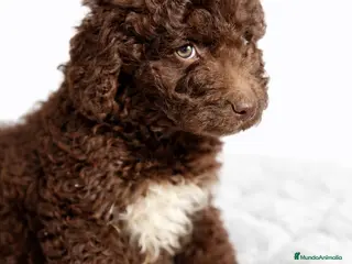 Perro de Agua Español perros Pdae chocolate - Anuncio 9