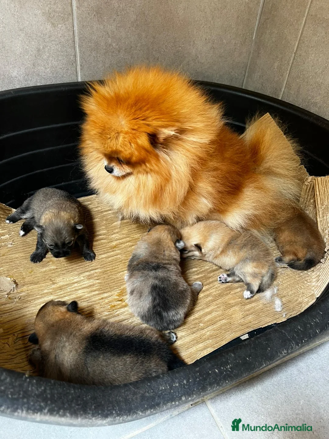 Pomerania perros en venta: Pomerania lulu - Anuncio 5