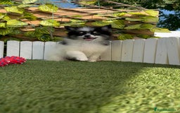 Pomerania perros en venta: POMERANIA MACHO ENVIOS A TODA ESPAÑA - Imagen 18