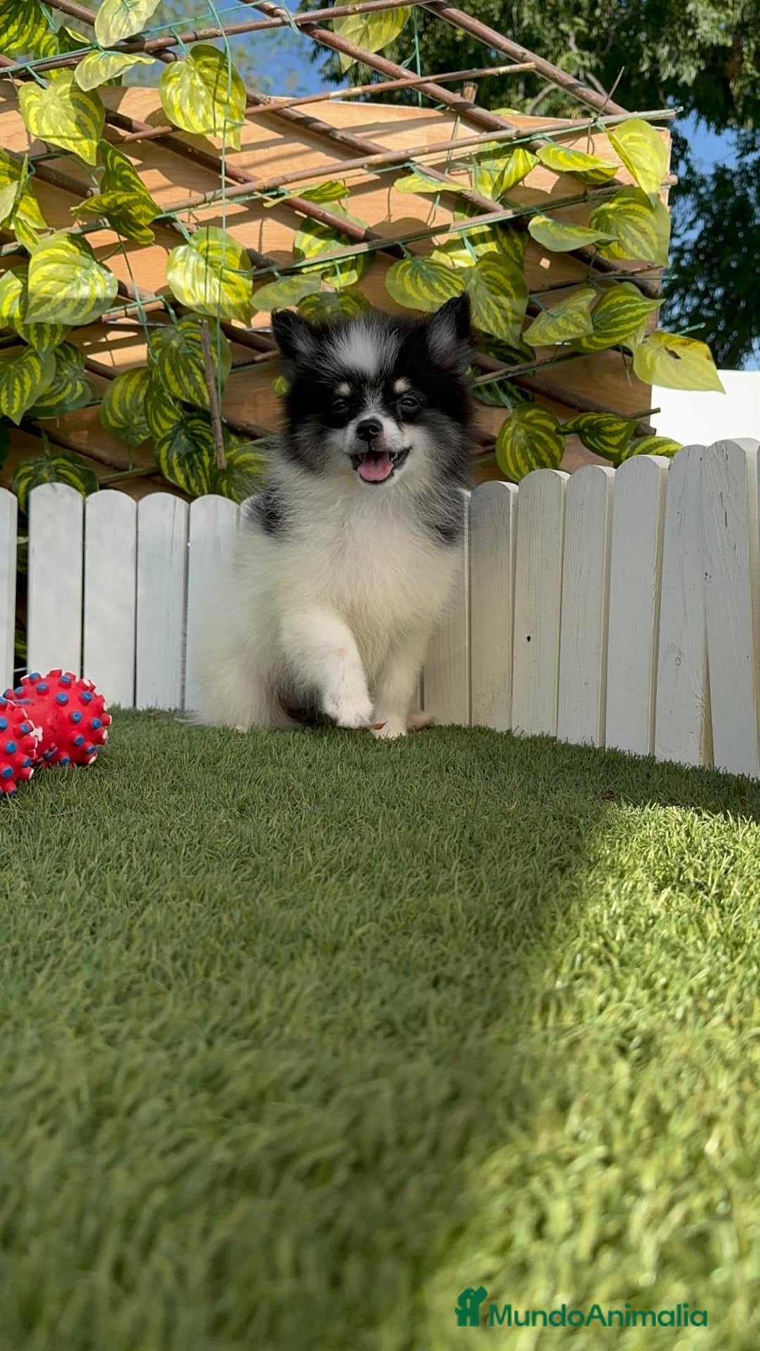 Pomerania perros en venta: POMERANIA MACHO ENVIOS A TODA ESPAÑA - Imagen 18