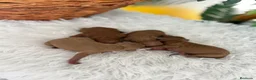 Raza Mixta perros en venta: CANICHE HEMBRA ROJA - Anuncio 6