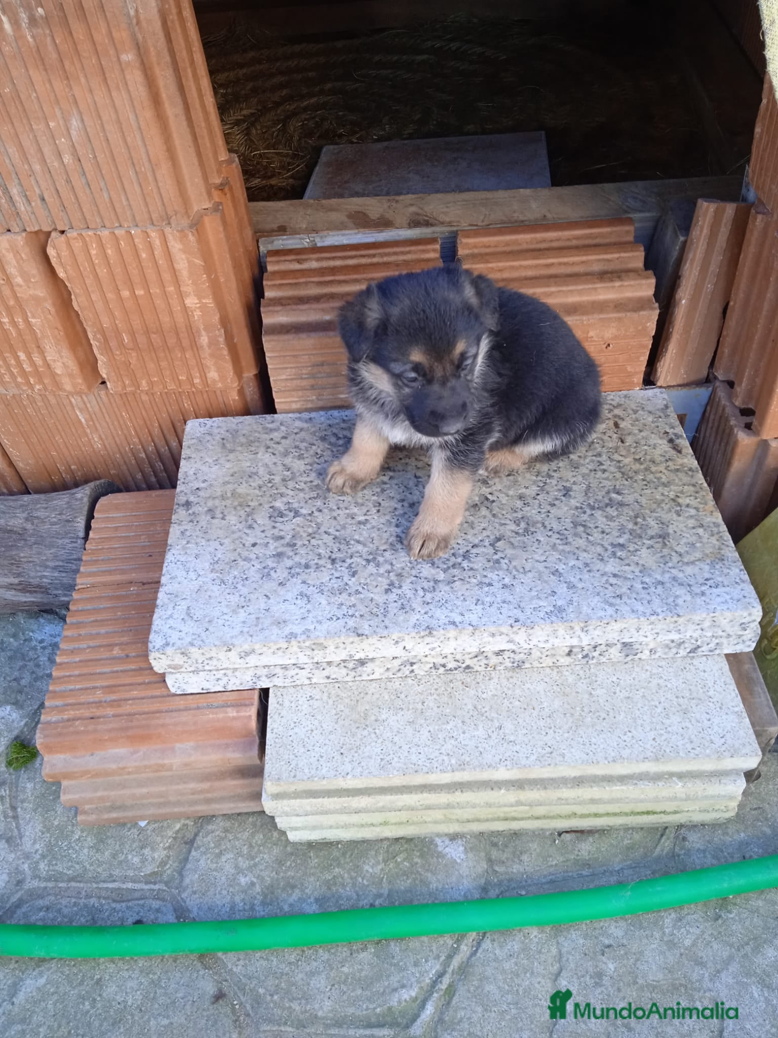 Pastor Alemán perros Cachorros de Pastor alemán  - Anuncio 2
