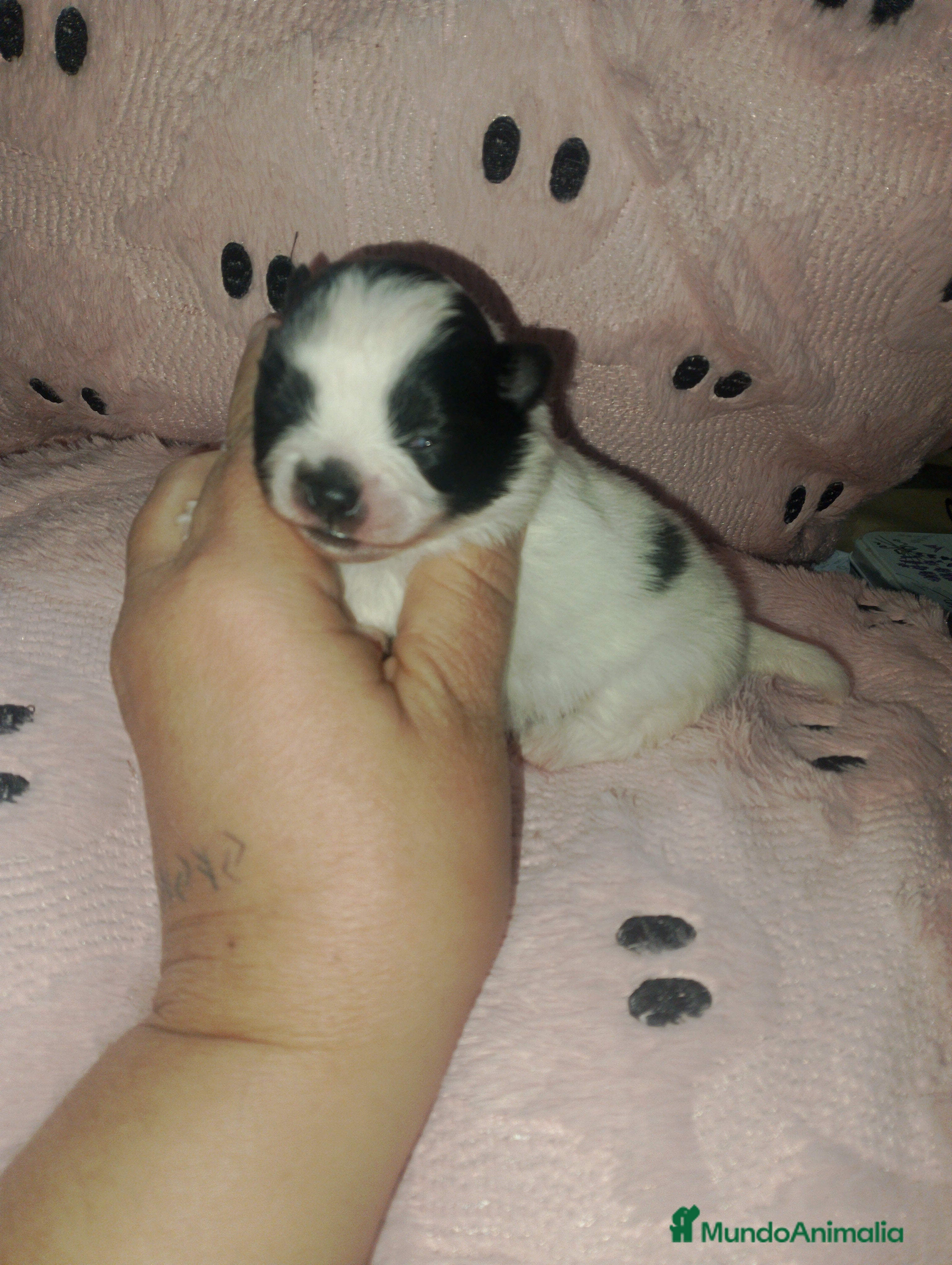 Pomerania perros Hembras de pomerania enanas  - Anuncio 29