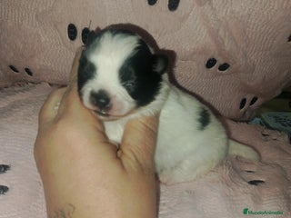 Pomerania perros Hembras de pomerania enanas - Anuncio 6