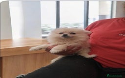 Pomerania perros en venta: Cachorro pomerania miniatura  - Imagen 1