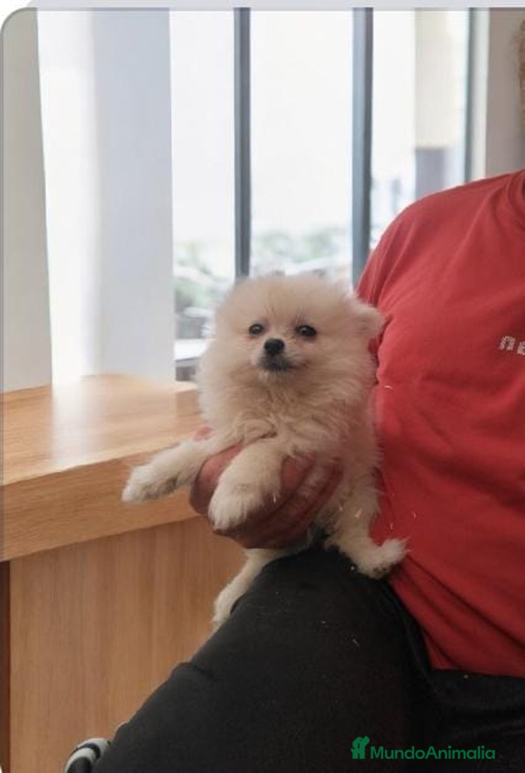 Pomerania perros en venta: Cachorro pomerania miniatura  - Imagen 1