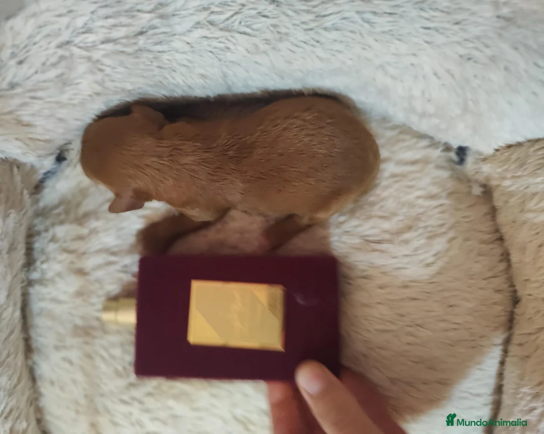 Caniche Toy perros en venta: Caniche toy - Anuncio 1