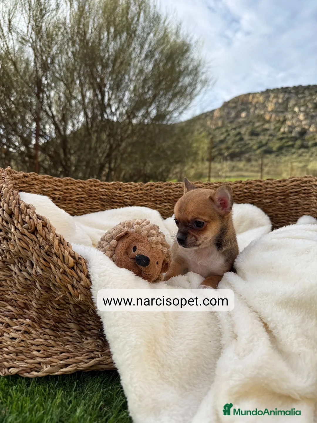 Chihuahua perros en venta: CHIHUAHUA - Anuncio 3