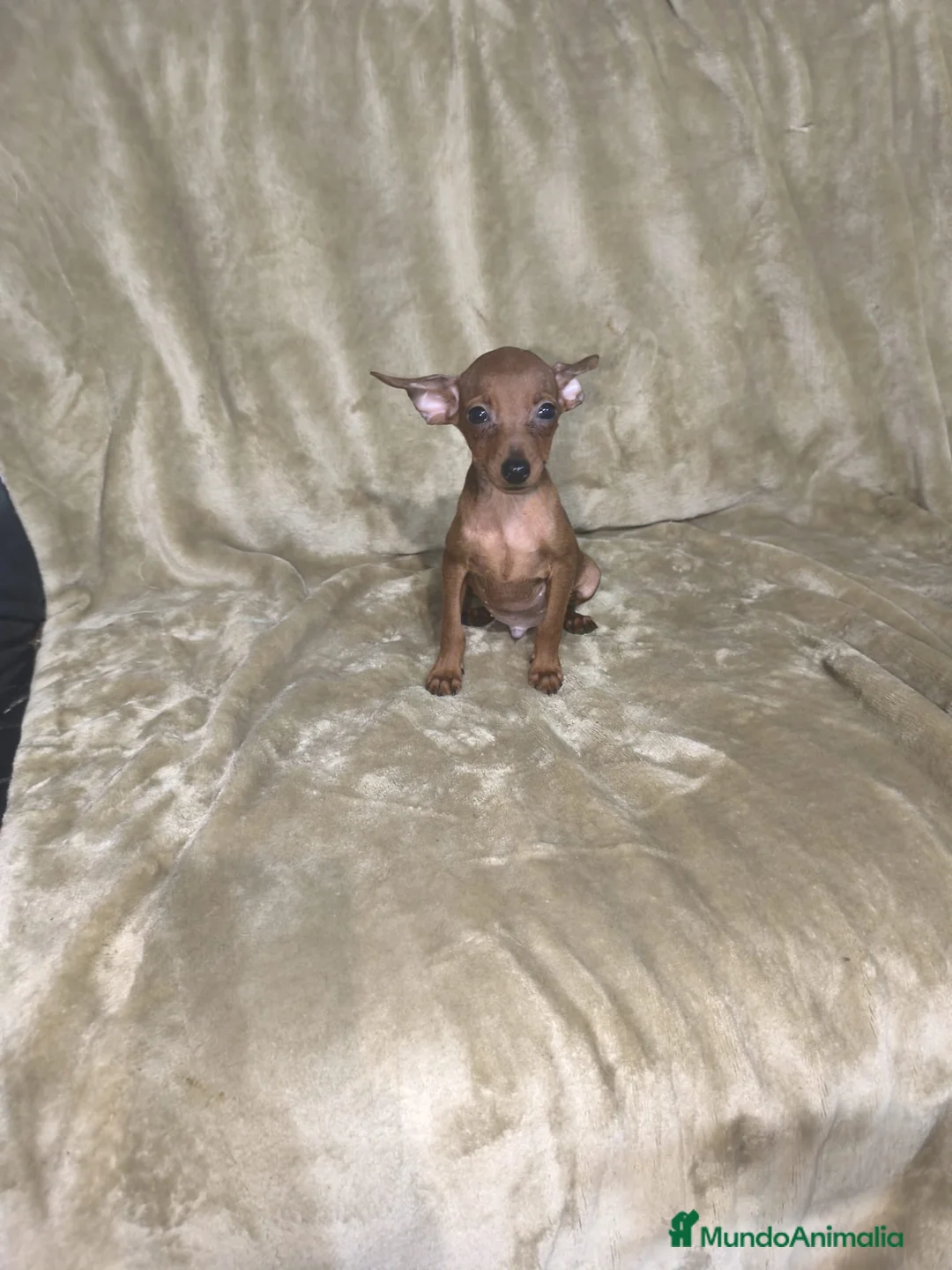 Pinscher Miniatura perros en venta: Preciosos pinscher miniatura rojos🐶🐾 en Cáceres - Anuncio 2