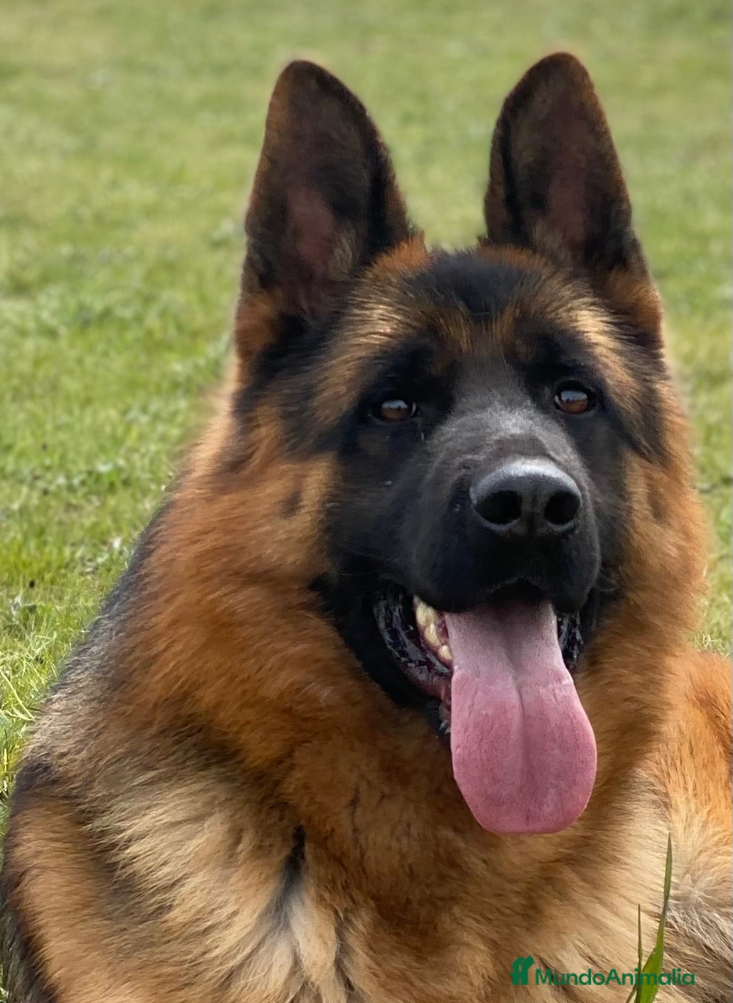 Pastor Alemán perros Cachorras de pastor alemán - Anuncio 2