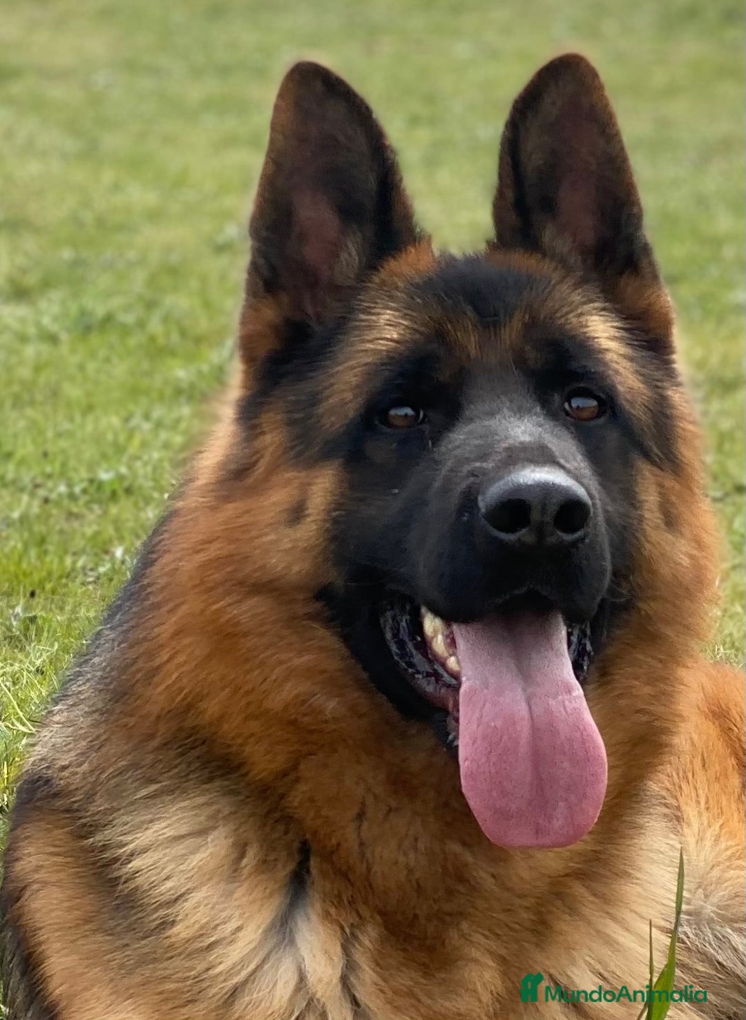 Pastor Alemán perros en venta: Cachorras de pastor alemán - Anuncio 2