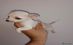 Chihuahua perros en venta: Chihuahua miniatura cabeza manzana  - Imagen 4