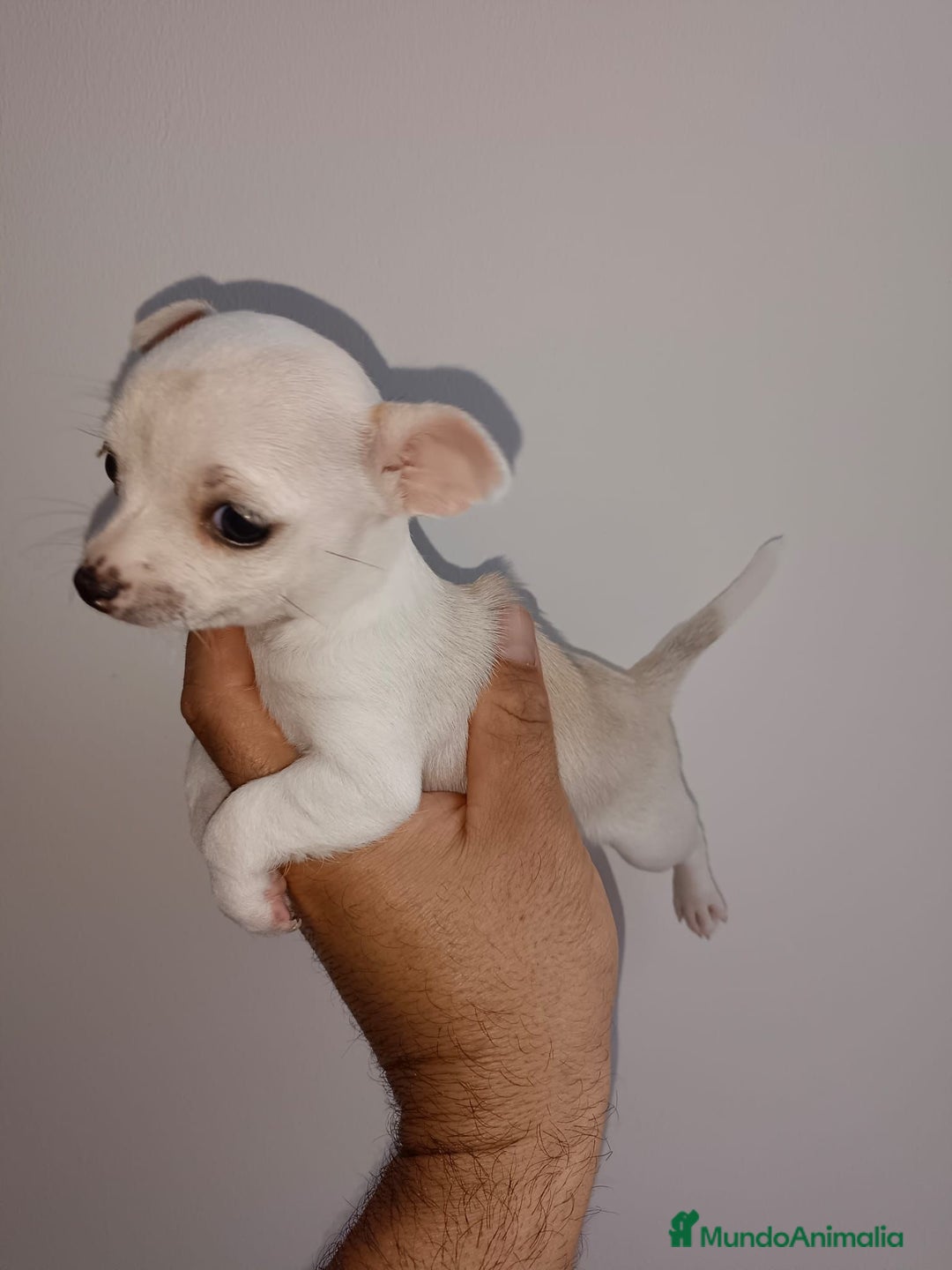Chihuahua perros en venta: Chihuahua miniatura cabeza manzana  - Imagen 4