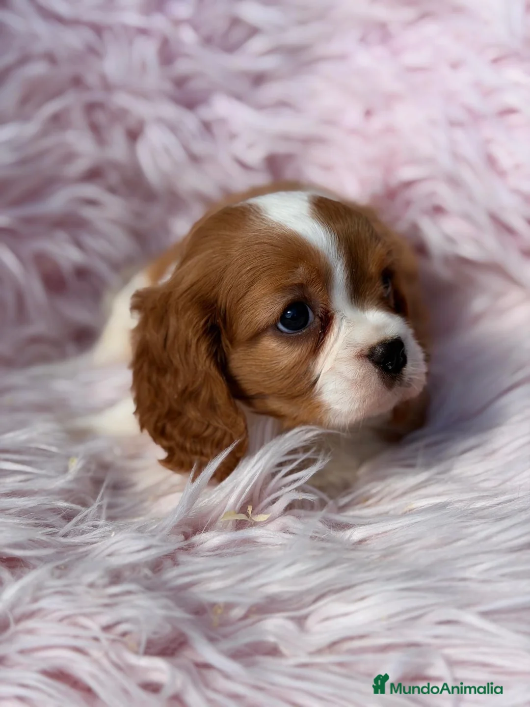 Cavalier King Charles Spaniel perros en venta: Cavalier Preciosa hembra - Anuncio 6