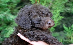 Perro de Agua Español perros en venta: Cachorros perro de agua español - Imagen 10