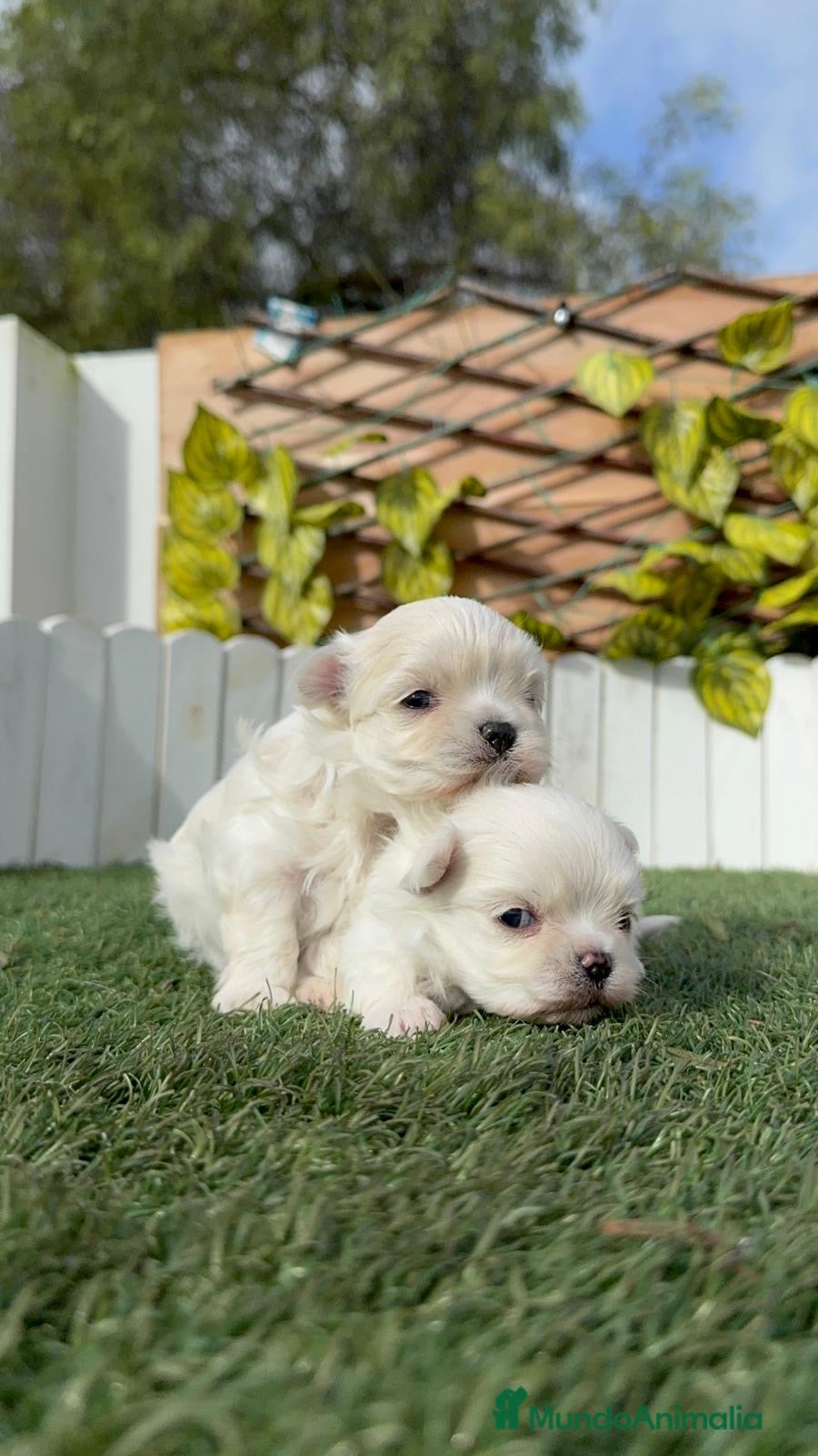 Bichón Maltés perros BICHÓN MALTÉS COREANO - Anuncio 1