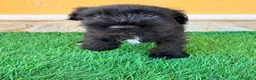 Schnauzer Miniatura perros en venta: Schnauzer miniatura negro  - Anuncio 12