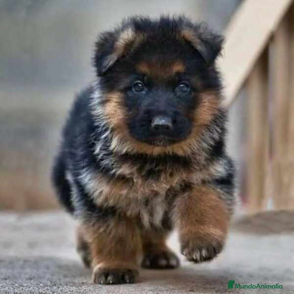 Pastor Alemán perros PASTOR ALEMAN CACHORROS LINEA DE TRABAJO !! - Anuncio 1