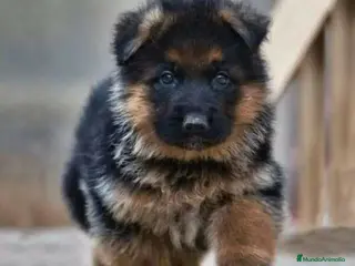 Pastor Alemán perros PASTOR ALEMAN CACHORROS LINEA DE TRABAJO !! - Anuncio 1