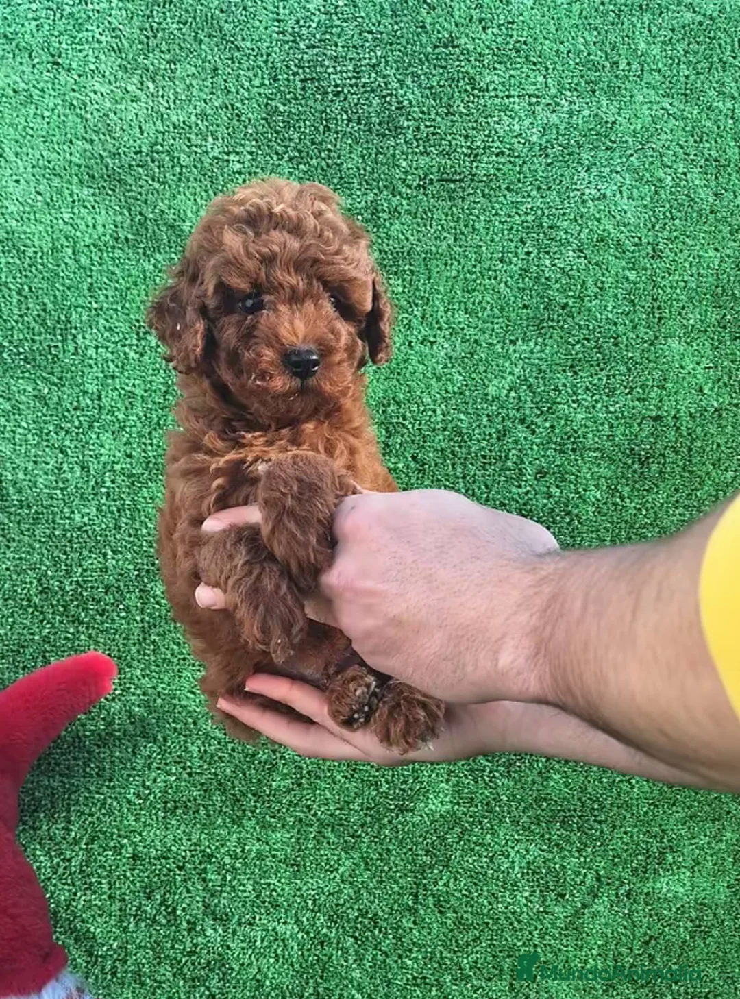 Caniche Toy perros en venta: CANICHE TOY - Anuncio 1