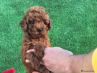 Caniche Toy perros CANICHE TOY - Anuncio 2