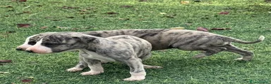 Whippet 1