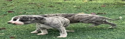 Whippet perros en venta: venta - Anuncio 4