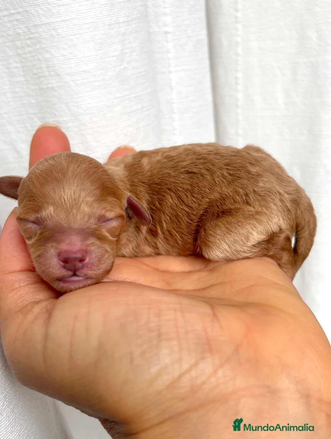 Caniche Toy perros en venta: Caniche toy - Imagen 1