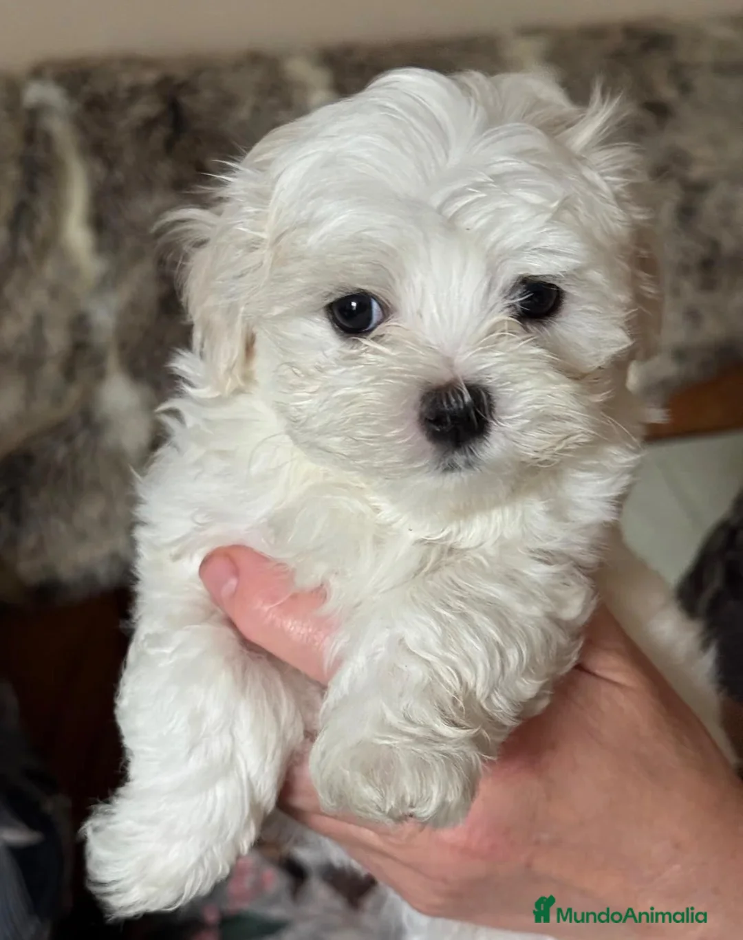 Bichón Maltés perros en venta: BICHON MALTÉS  - Anuncio 4