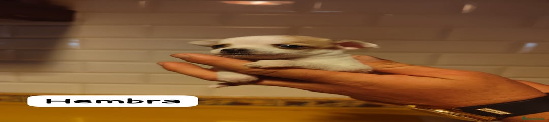 Chihuahua Cachorro 2